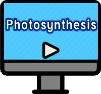 Photosynthesis Lesson